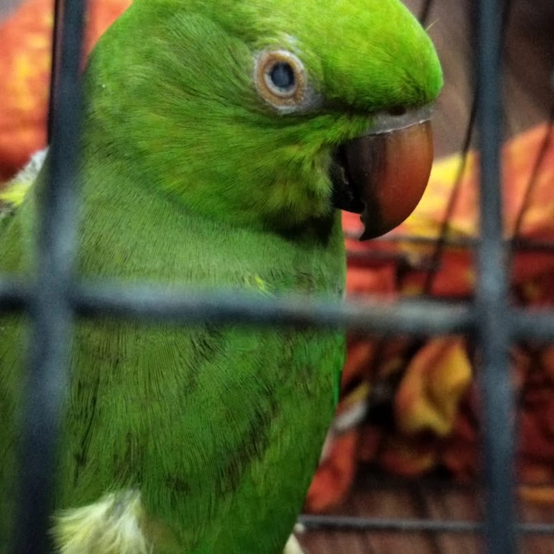 Petsvet animal hospital - Petsvet animal hospital A market, 23 A, Zonal Market, Sector 10, Bhilai, Chhattisgarh 490006, India