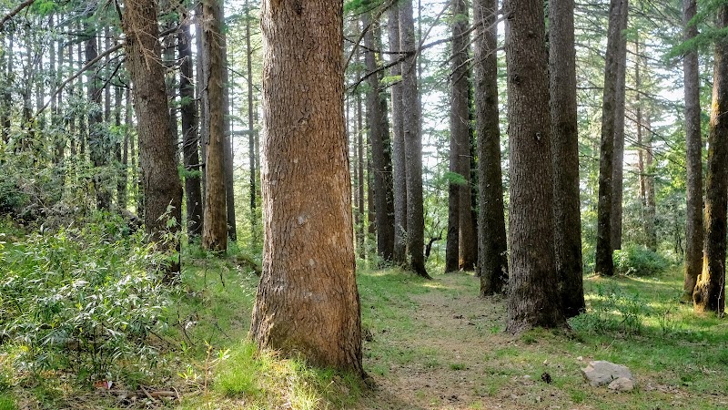 Chalo Daanda | Forest Farm Homestay - Chalo Daanda | Forest Farm Homestay, Jitendra Singh, P.O, Chopriyal village, Nail Bagi, Chamba, Uttarakhand 249130, India