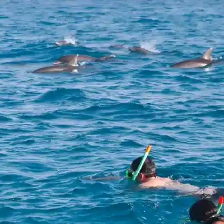 Wasini Dolphin Safaris Kenya - Wasini Dolphin Safaris Kenya, Ukunda, Ukunda, Kenya