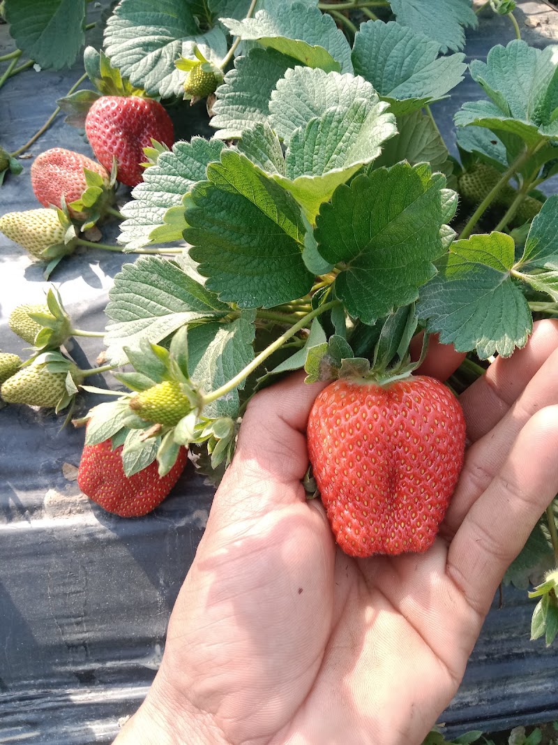 Amit strawberry plants - Amit strawberry plants Village, Plau p/o, Kathli Bharan, Rajgarh, Himachal Pradesh 173101, India