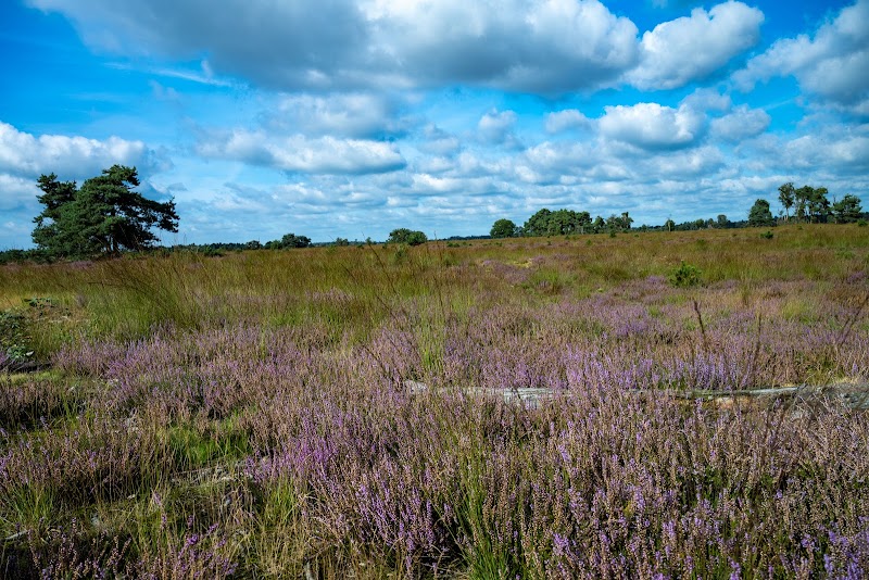 Somerense Heide