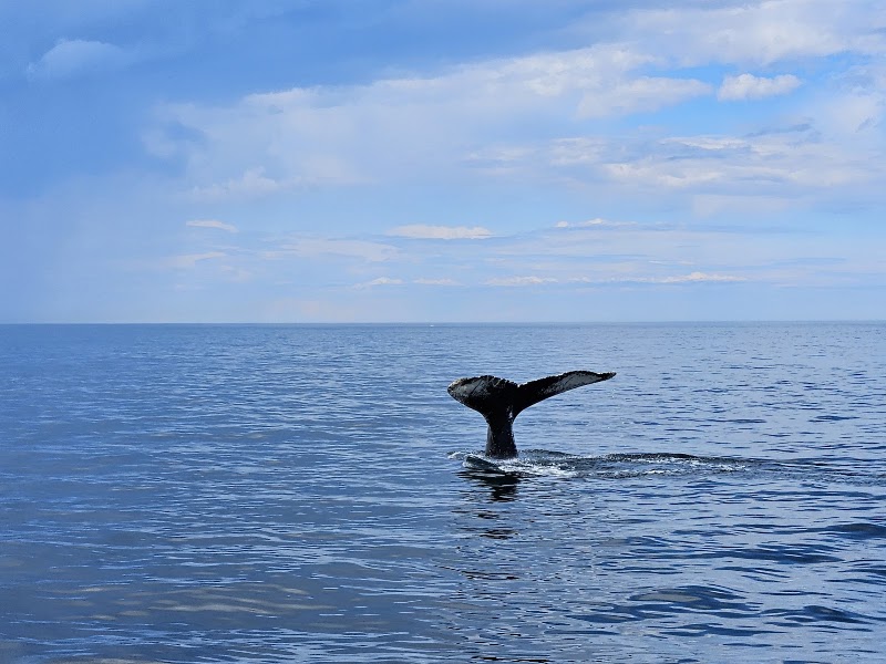 Cape Ann Whale Watch