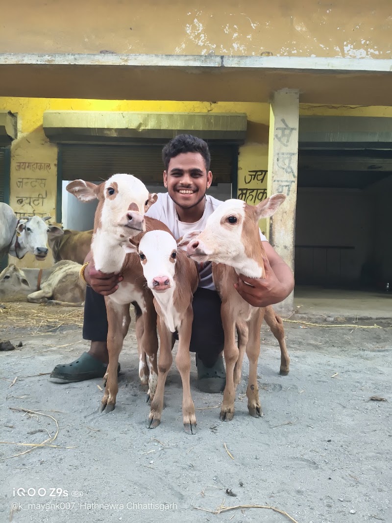 Gau seva hathnewra - Gau seva hathnewra, XMQH+5M8, Hathnewra, Chhattisgarh 495671, India