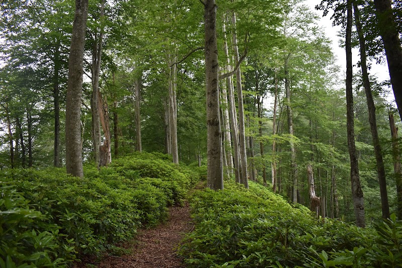 Mtirala National Park - Mtirala National Park, MV6H+M57, Chakvistavi, Georgia
