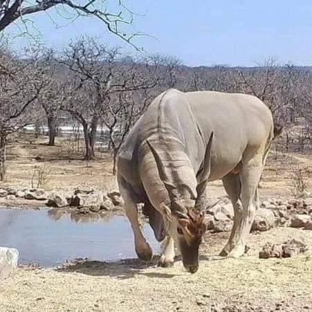 Kruger Wildlife Safaris - Kruger Wildlife Safaris, Pretoriuskop Rest Camp, Kruger National Park, 1350, South Africa