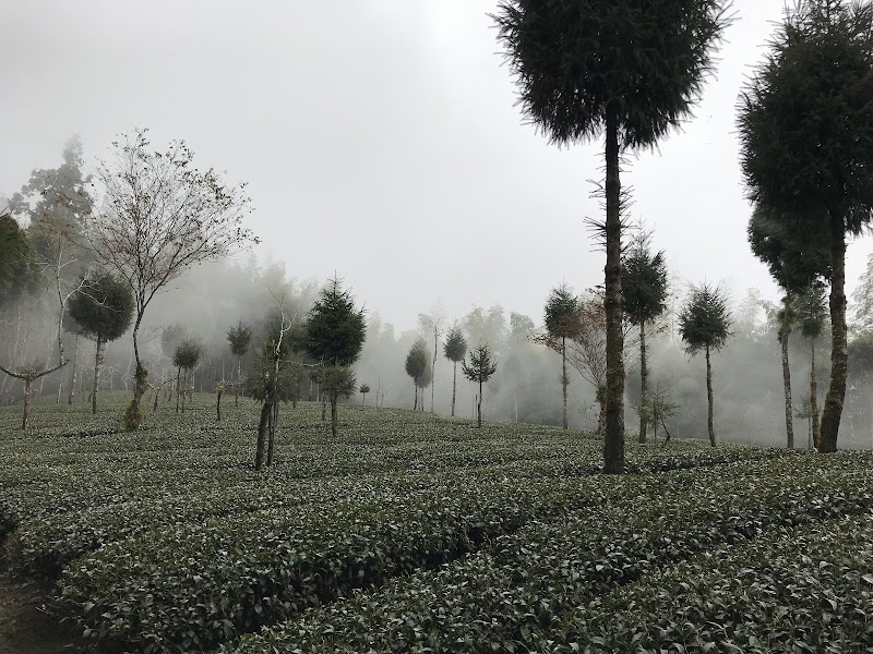 Tea Trail - Tea Trail 605, Taiwan, Chiayi County, Alishan Township, 樂野村