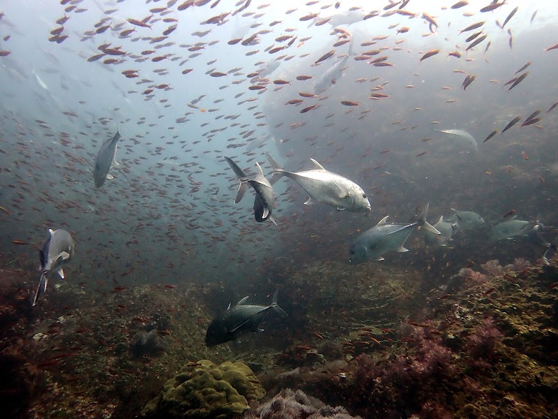 Pirate Divers Khao Lak - Pirate Divers Khao Lak 61/1 Moo 5 Bang Niang, Khao lak, อำเภอตะกั่วป่า พังงา 82220, Thailand