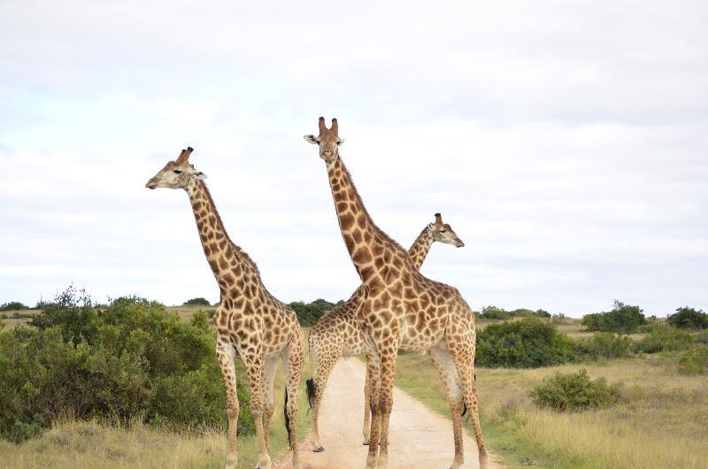 Kichaka Luxury Lodge - Lalibela Wildlife Reserve - Kichaka Luxury Lodge - Lalibela Wildlife Reserve, Assegaai Bush, Grahamstown, 6140, South Africa