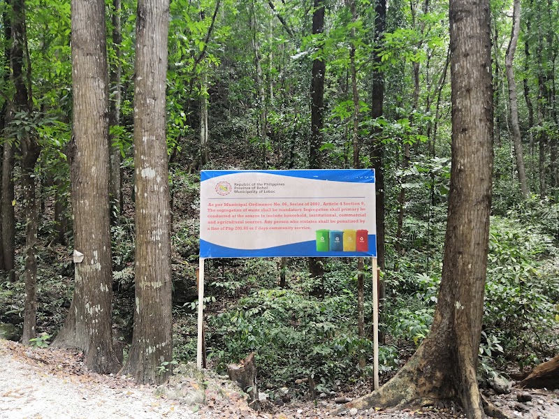 Bilar Man-Made Forest - Bilar Man-Made Forest, M37H+M9X, Loay Interior Road, Bilar, Bohol, Philippines
