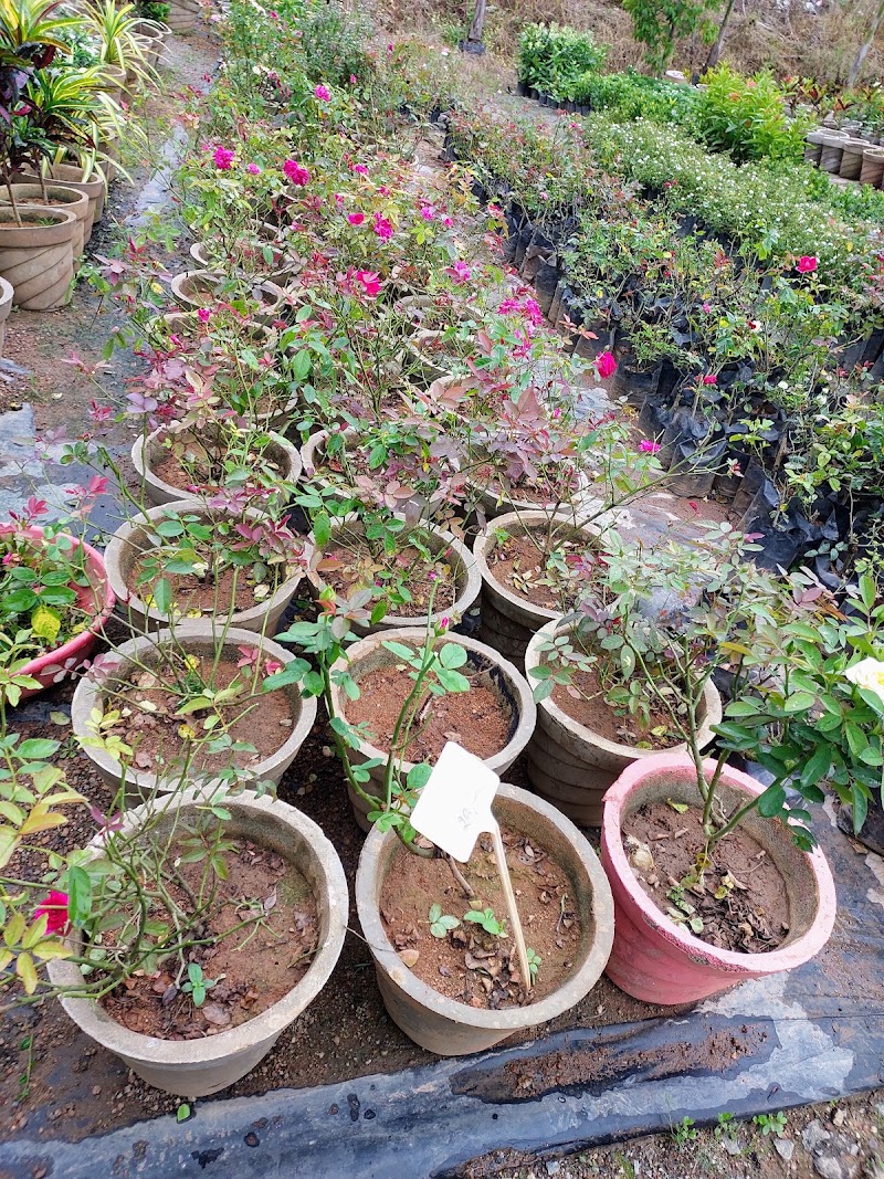 Shree Natram Rose Nursery - Shree Natram Rose Nursery, 8MX5+3P5, Bargarh, Odisha 768040, India