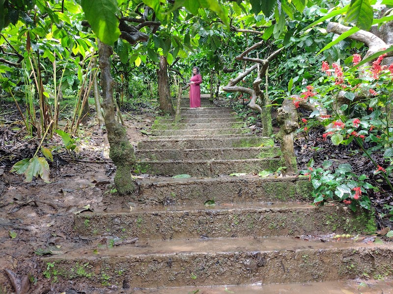 MOUNTAIN VIEW COFFEE PLANTATION - MOUNTAIN VIEW COFFEE PLANTATION shop spices, NH 275, near coorg, sandalkad, Madikeri, Ibnivalvadi Rural, Karnataka 571201, India