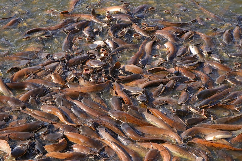 Gadisar Lake - Gadisar Lake, Postal Colony, Jaisalmer, Rajasthan 345001