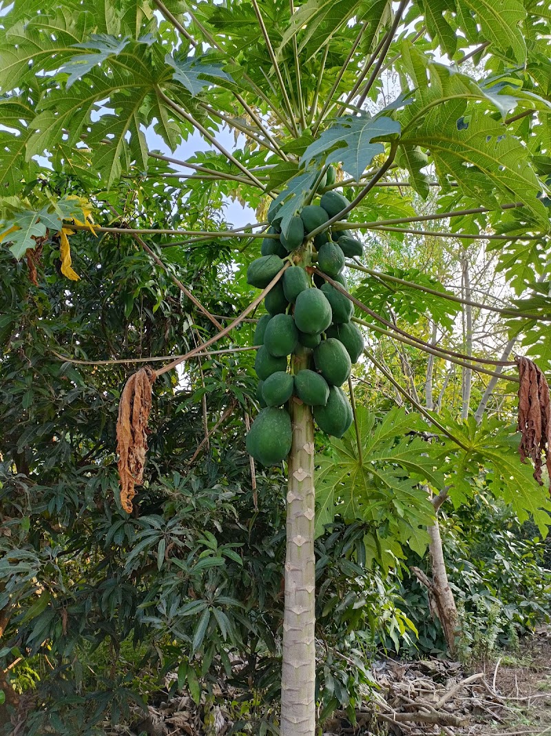 JD Farming - JD Farming, Near, Sagar Road, Gangapur, Junagarh, Balichhada, Odisha 766014, India