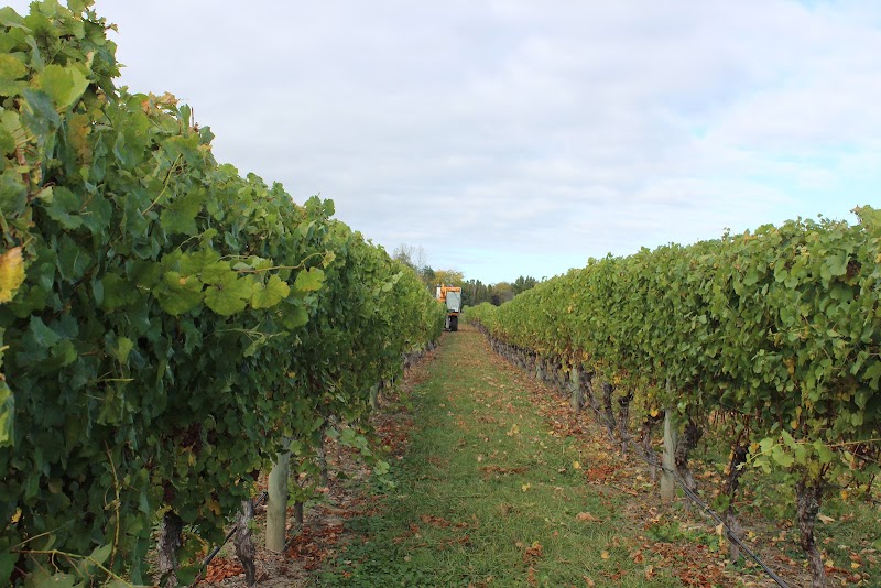 Askerne Estate Winery - Askerne Estate Winery, 267 Te Mata Mangateretere Road, Havelock North 4172, New Zealand
