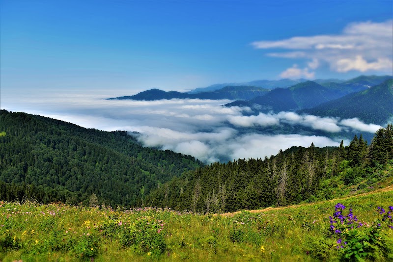 POKUT - POKUT Pokut Yaylası, 53780 Ortanköy/Çamlıhemşin/Rize, Türkiye