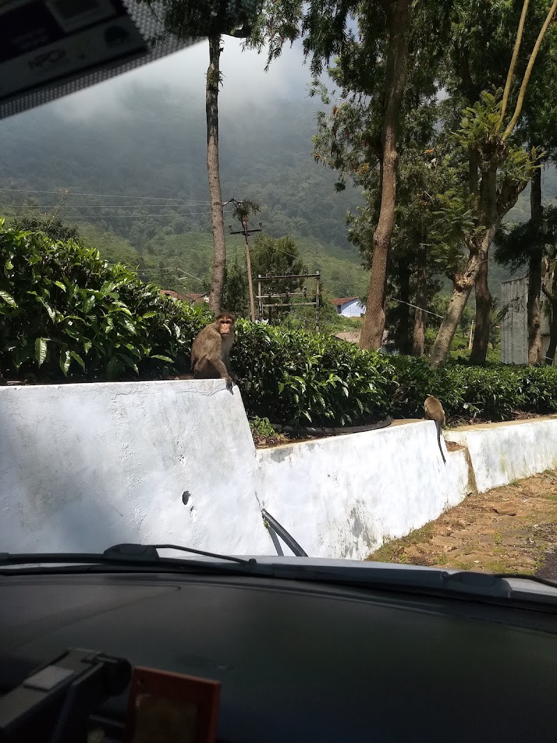 SINGARA ESTATE TEA FACTORY - SINGARA ESTATE TEA FACTORY 8RWC+9PH, Singara Rd, Coonoor, Tamil Nadu 643101, India