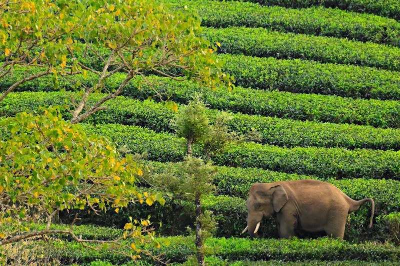 Munnar wings travels & tours - Munnar wings travels & tours office, Bus Stand, near ksrtc, Moolakadai, Munnar, Kerala 685612, India