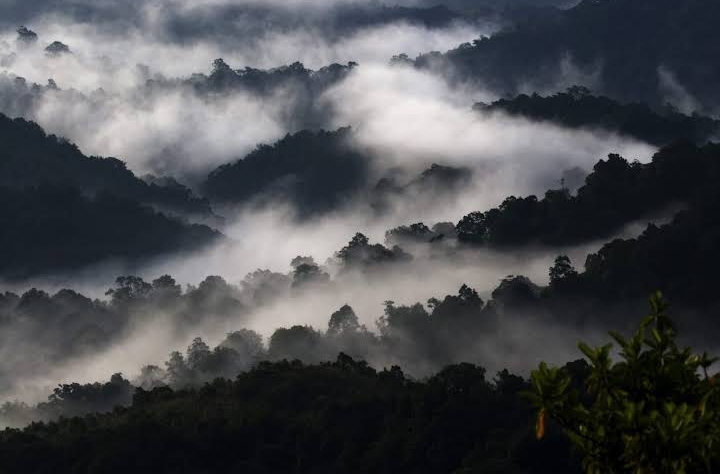 Silent Valley National Park - Silent Valley National Park Kerala, India