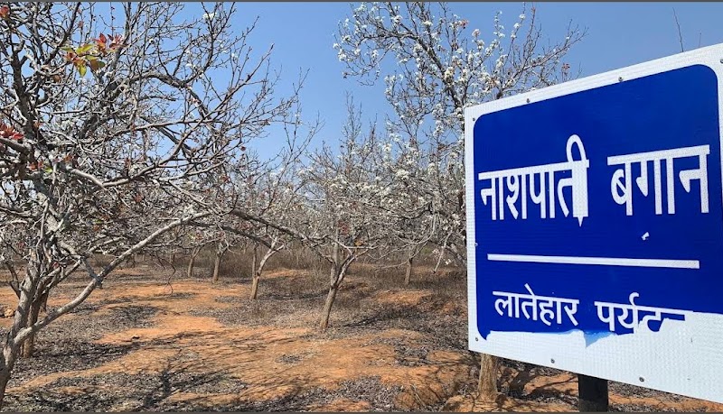 Naspati garden - Naspati garden F7W6+WW5, near upperr ghagri, Netarhat, Jharkhand 835218, India