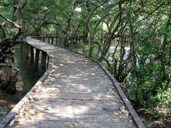 Coringa Wildlife Sanctuary - Coringa Wildlife Sanctuary, R7CX+F8V, Korangi, Kakinada, Andhra Pradesh 533461, India