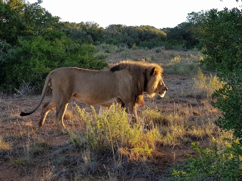 Amakhala Game Reserve - Amakhala Game Reserve, Paterson, 6130, South Africa