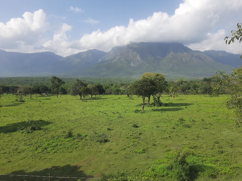 The Ivory Trails Jungle Resorts - The Ivory Trails Jungle Resorts, No: 10/86, Singara Road, Near Santhi Vijai Metric School, Masinagudi, Mudumalai, Masinagudi, Tamil Nadu 643223, India
