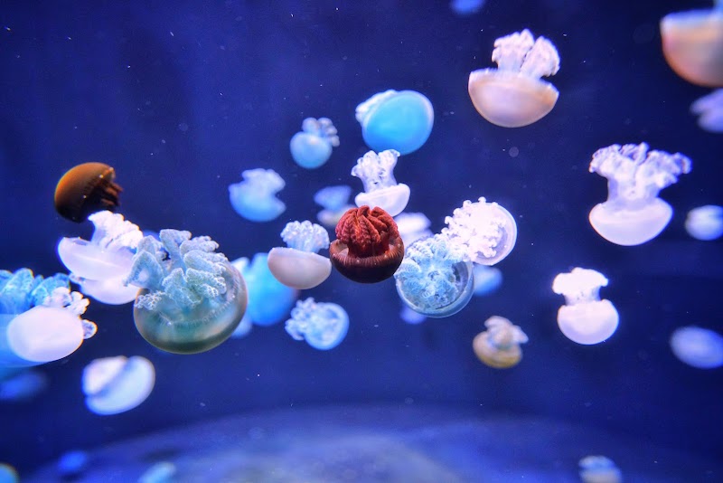 Singapore Oceanarium - Singapore Oceanarium 24 Sentosa Gateway, Sentosa Island, Singapore 098137