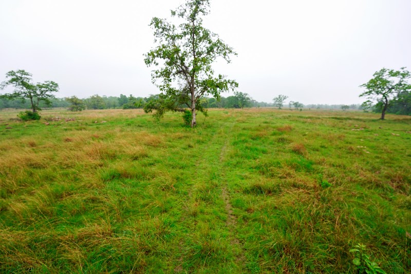 Gomarda Wildlife Sanctuary (ABHYARANYA) - Gomarda Wildlife Sanctuary (ABHYARANYA), C55P+9J8, Chhattisgarh 496445, India