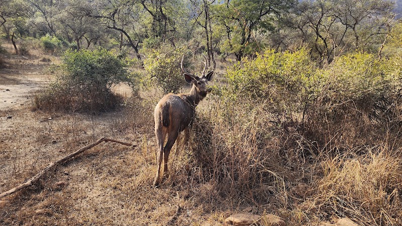 Sariska Tiger Reserve - Sariska Tiger Reserve near Sariska Cafe, opp. Sariska Palace Road, Alwar, Ganeshpura With Rundh Kali Ghati, Rajasthan 301022, India