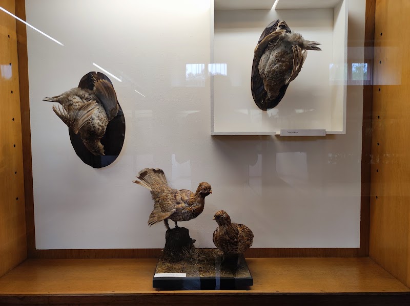Muzeum lesnictví, myslivosti a rybářství – zámek Ohrada - Muzeum lesnictví, myslivosti a rybářství – zámek Ohrada, Ohrada 17, 373 41 Hluboká nad Vltavou, Czechia