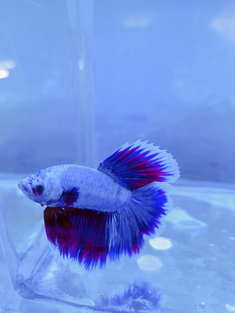 Shark Tank Pet Shop - Shark Tank Pet Shop, Infront of C, N.I. Church , Mission, Sagundungari, Odisha 766107, India