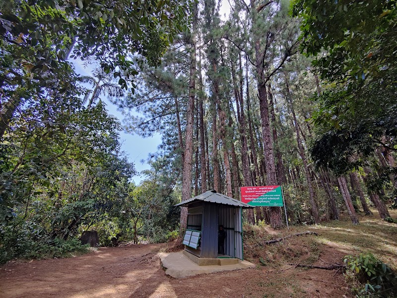Lower Pine Forest - Lower Pine Forest MW4Q+VQ2, Vedikuzhi, Kolahalamedu, Keralam 685501, India