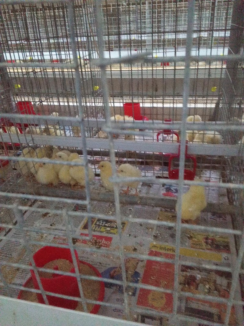 Venkatrama Poultries Limited HO office - Venkatrama Poultries Limited HO office, Raipur, Chhattisgarh 493114, India