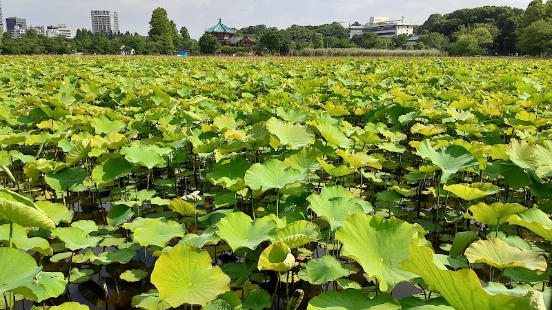Shinobazuno Pond