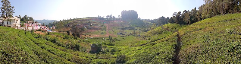 Carolina Tea Estate - Carolina Tea Estate No 1, Carolina Rd, Ottuppattarai, Coonoor, Tamil Nadu 643102, India