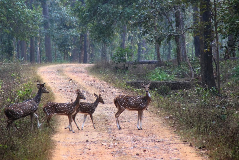 Gomarda Wildlife Sanctuary (ABHYARANYA) - Gomarda Wildlife Sanctuary (ABHYARANYA), C55P+9J8, Chhattisgarh 496445, India