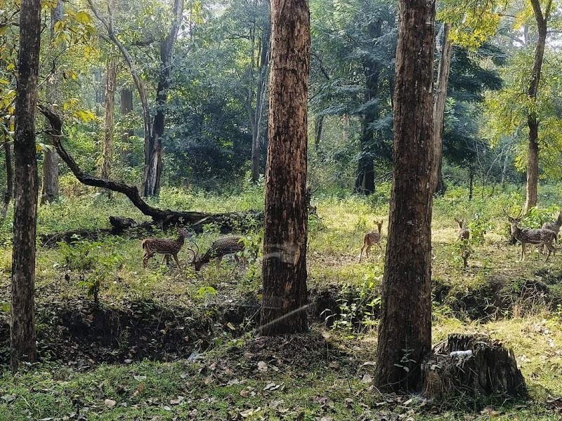 Kabini National Park - Kabini National Park Nissana Beltur, HD Kote, 2774+RQ3 Nagarahole Tiger Reserve, Taluk, Karapura, Antharasanthe, Karnataka 571114, India