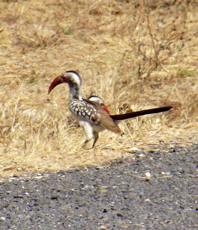 Maun - Maun, Botswana