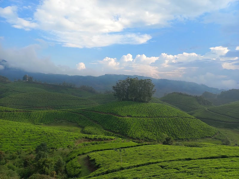 Munnar tea trekking adventure - Munnar tea trekking adventure 20 Acre, Munnar Road, Nullatanni, Pallivasal, Munnar, Kerala 685612, India