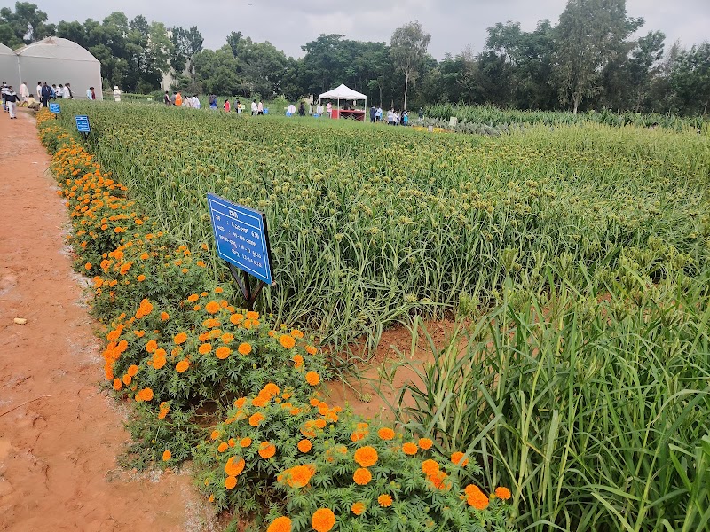 Fairly Dense Mixed Jungle - Fairly Dense Mixed Jungle 558, 22nd A Cross Rd, Vignana Kendra, Bengaluru, Karnataka 560065, India