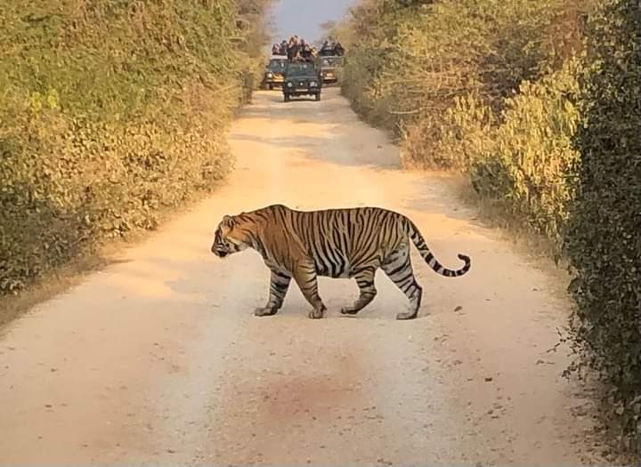 Sariska Safari Booking - Sariska Safari Booking Neare Sariska tiger reserve booking office, Ganeshpura With Rundh Kali Ghati, Rajasthan 301022, India