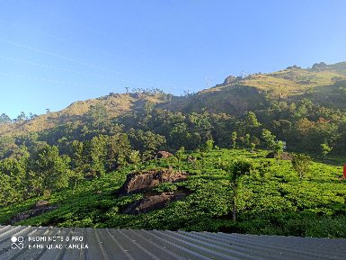 Tea Dale - Tea Dale Pothamedu, Munnar, Kerala 685612, India