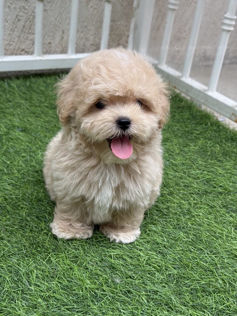 Dogs For Sale Bangalore (Dogs Paradise) - Dogs For Sale Bangalore (Dogs Paradise) 23, 5th Cross, Narayanappa Block, Anjenappa Block, Benson Town, Bengaluru, Karnataka 560046, India