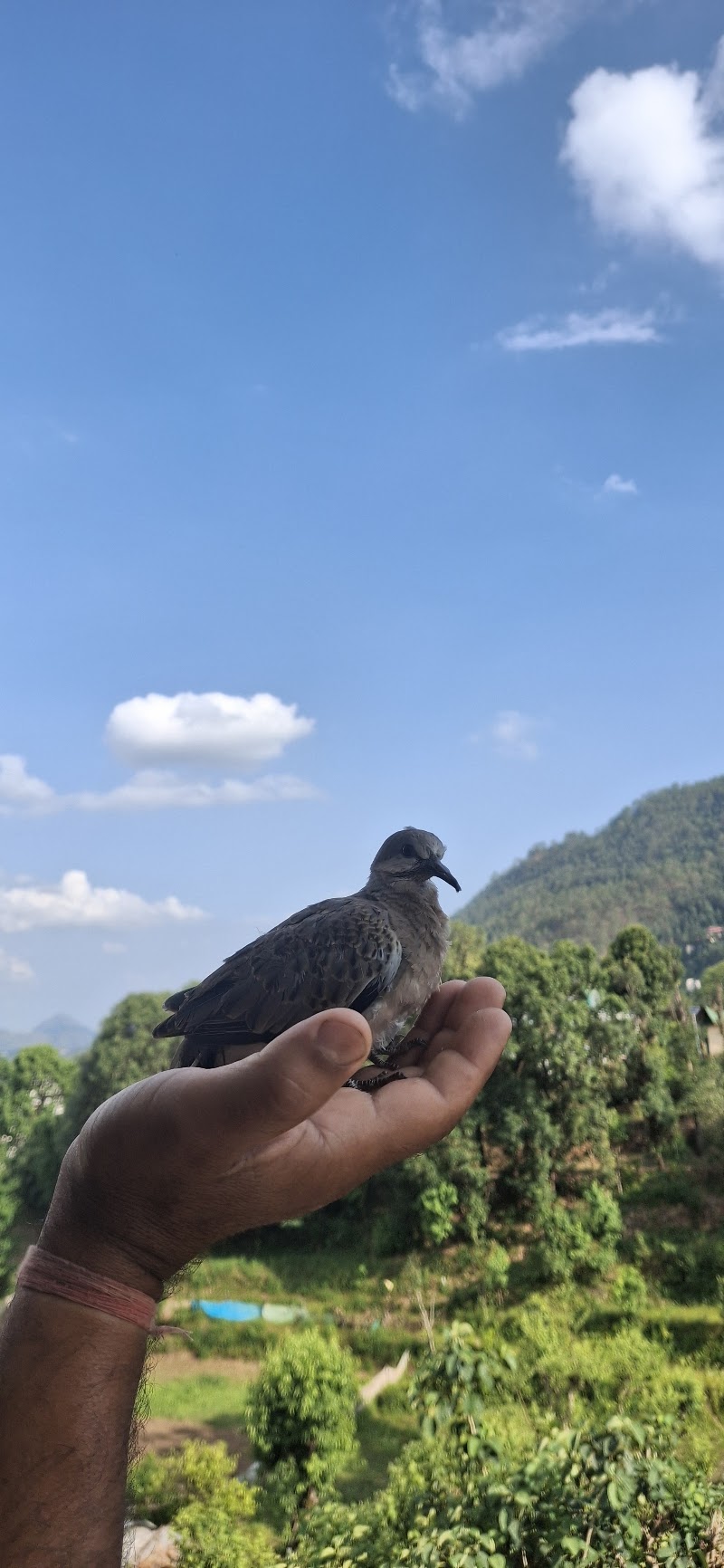 The Wooden Umbrella - The Wooden Umbrella, Ward no.6, 9G5V+V9M, Plot no.115, Bhowali Range, Bhimtal, Uttarakhand 263136, India