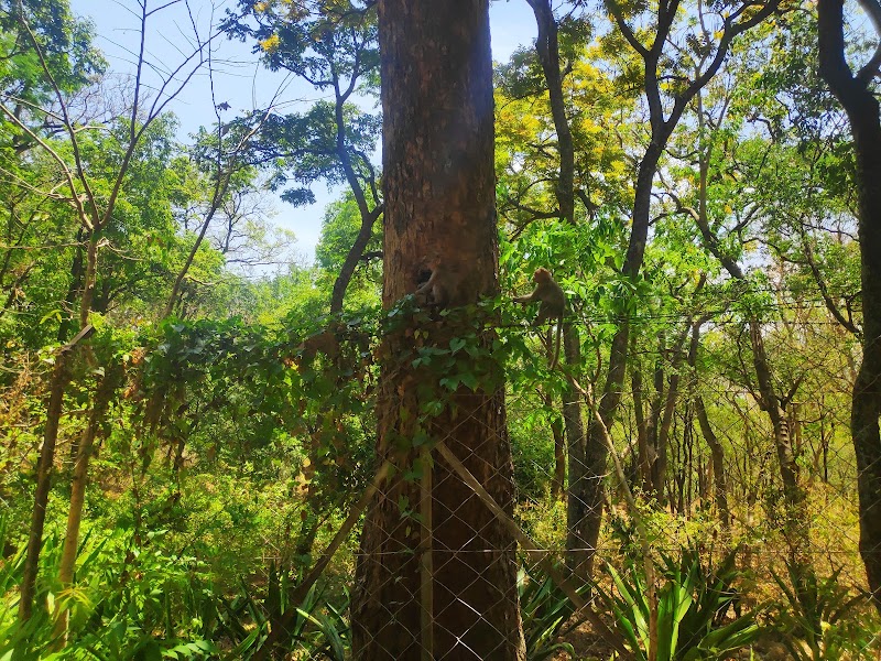 Marayoor Sandalwood Forest - Marayoor Sandalwood Forest Marayoor, Kerala 685620, India