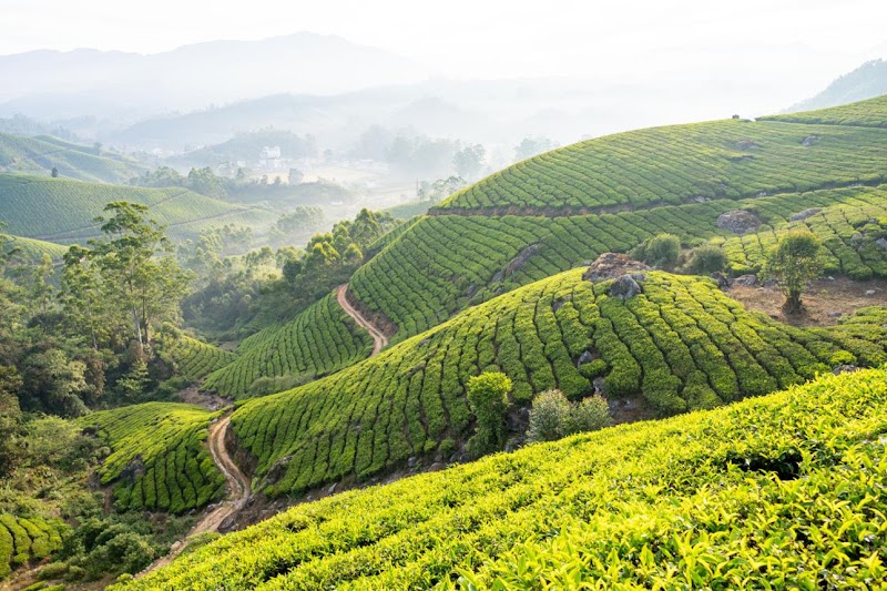Munnar Tea Garden View Point