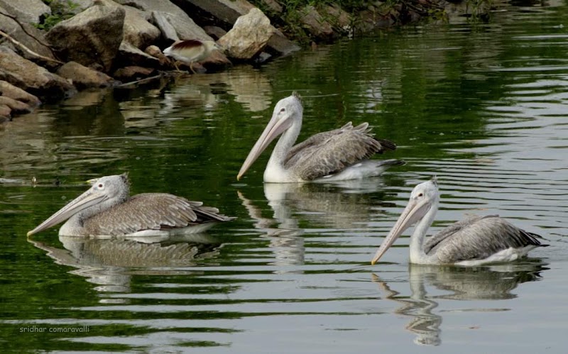 Doddakallasandra Lake - Doddakallasandra Lake Near 4th Cross, 100 Feet, Doclors Colony Main Rd, Naryananagar 3rd Block, Doddakallasandra, Konanakunte, Bengaluru, Karnataka 560062, India