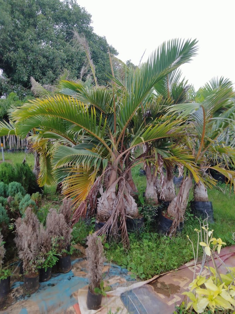 Roys Nursery Farm : Plant nursery In Mysuru. - Roys Nursery Farm : Plant nursery In Mysuru., 191, Naguvanahalli, Road, Old, Hale Kesare, Mysuru, Karnataka 570019, India