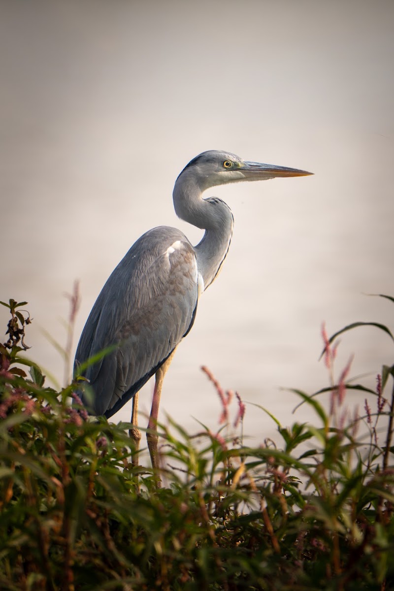Hebbal Lake - Hebbal Lake, Hebbal Kempapura, Bengaluru, Karnataka 560092