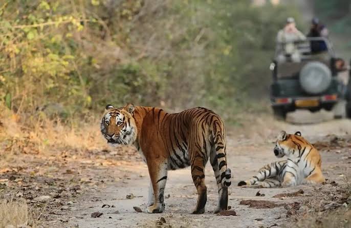 Jim Corbett Jeep Safari Booking